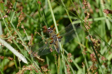 Libelle - Großes und Weißes Moor zwischen Oldendorf und Elm