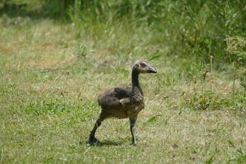 Großes und Weißes Moor zwischen Oldendorf und Elm - Jungvogel