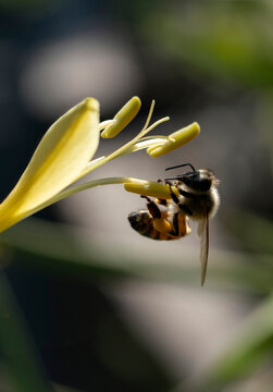 Close up of honey bee collecting nectar on beautiful yellow torch lily