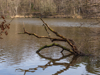 Fallen Tree in Lake