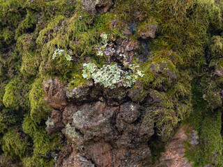 Old Oak tree covered in moss and lichen in Sussex, England.