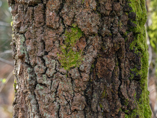 Tree with Moss and Lichen
