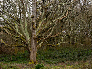 Trees in Woodland