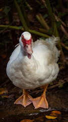 white duck in the grass