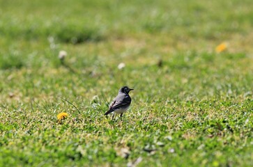 Motacilla alba bird on the background of green grass in the park
