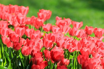 Pink tulips in a flower bed in spring on a blurred background
