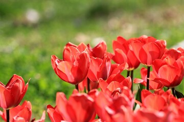 Pink tulips in a flower bed in spring on a blurred background

