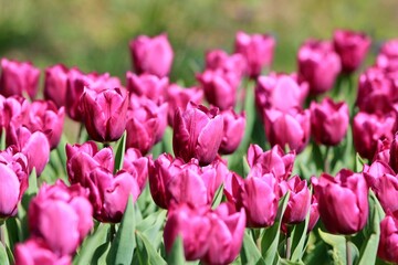Purple tulips in a flower bed in spring on a blurred background