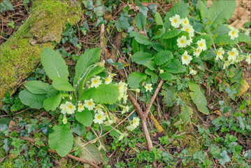 green leaves on the ground