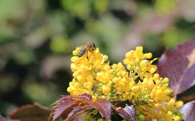Yellow flowers of Mahonia aquifolium on a blurred background in the park in spring