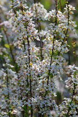 White cherry blossoms on branches in spring