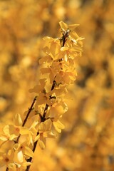 Yellow forsythia flowers on a blurred background