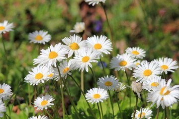 White daisies in a flower bed in spring on a blurred background