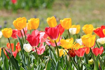 Colorful tulips in a flower bed in spring on a blurred background