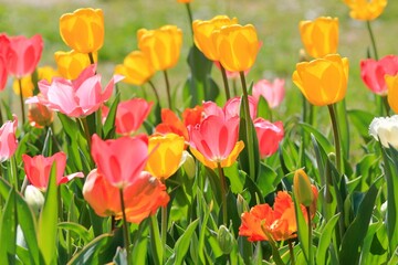 Colorful tulips in a flower bed in spring on a blurred background