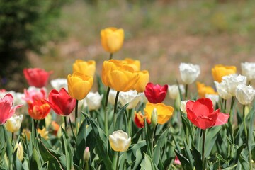 Colorful tulips in a flower bed in spring on a blurred background
