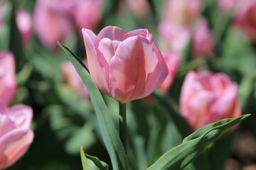 Pink tulips in a flower bed in spring on a blurred background
