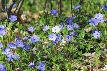 Blue periwinkle flowers on a flower bed in spring