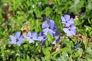 Blue periwinkle flowers on a flower bed in spring