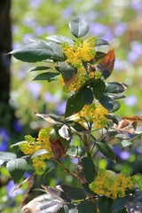 Yellow flowers of Mahonia aquifolium on a blurred background in the park in spring