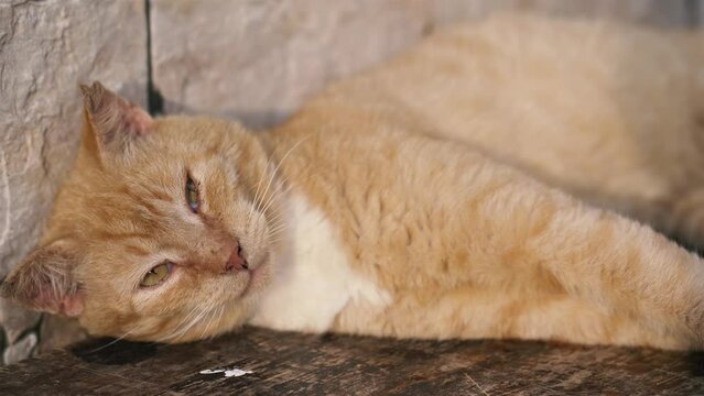 Cute ginger tom cat sleeping peacefully