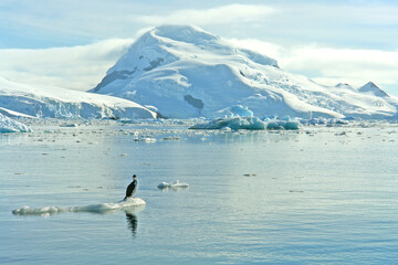 View of Antarctica with a Antarctic shag bird