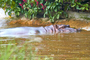 Serene Waters: Hippo Sanctuary Scenes