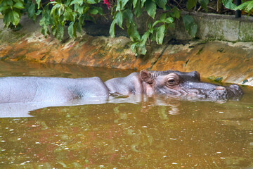 Serene Waters: Hippo Sanctuary Scenes