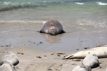 Northern Elephant seals laying on a sand beach