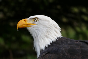 Weißkopfseeadler Wisentgehege Springe