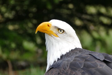 Weißkopfseeadler Wisentgehege Springe