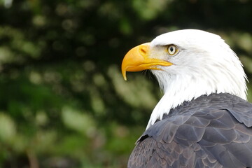 Weißkopfseeadler Wisentgehege Springe
