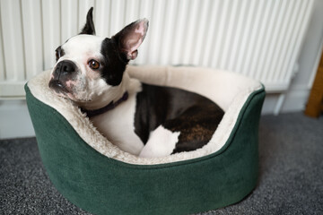 Boston Terrier dog curled up in a small green dog bed by a radiator. She has her head and ears up looking ahead of her. - 772534384