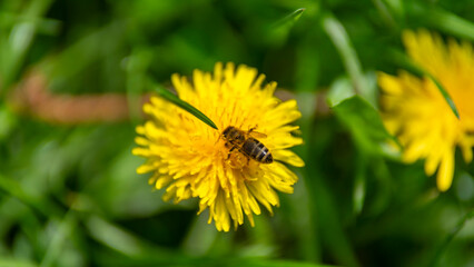 dandelion in the grass