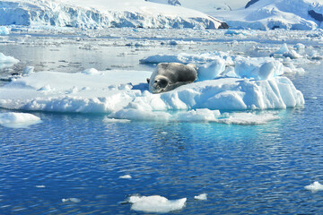 Fototapeta premium A predatory seal called a leopard seal resting on an ice floe in Antarctica