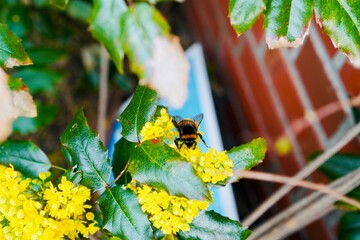 The Magnificent Bumblebee