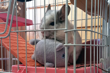 Chinchilla. White Wilson. Pet with a plush toy. Exotic pet.