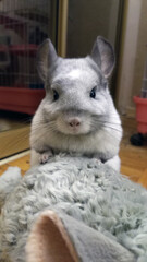 Chinchilla. White Wilson. Pet with a plush toy. Exotic pet.