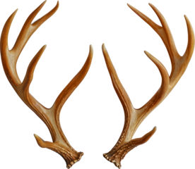 Elk antlers symmetrical display cut out on transparent background