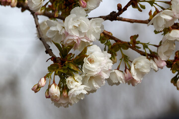 Branching Out with Cherry Blossoms
