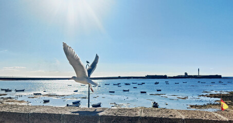 Fliegende Möwe in der Bucht von Cádiz