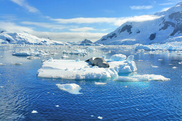 Fototapeta na wymiar A predatory seal called a leopard seal resting on an ice floe in Antarctica