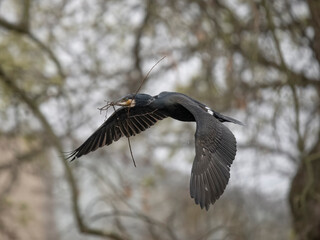 Great cormorant, Phalacrocorax carbo