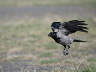 Fototapeta premium Hooded crow, Corvus cornix