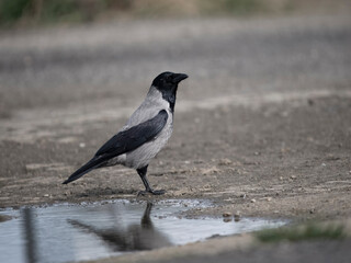 Hooded crow, Corvus cornix