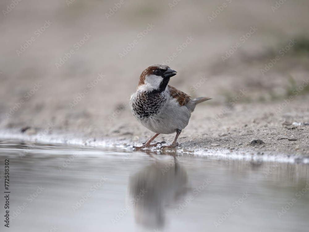 Poster House sparrow, Passer domesticus