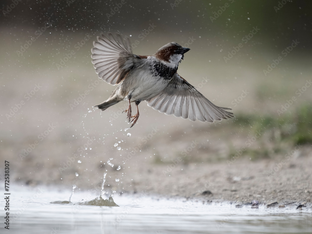 Canvas Prints House sparrow, Passer domesticus