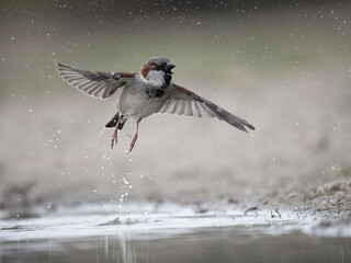 House sparrow, Passer domesticus