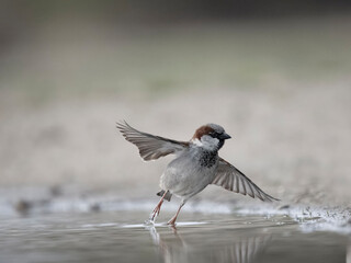 House sparrow, Passer domesticus
