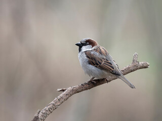 House sparrow, Passer domesticus